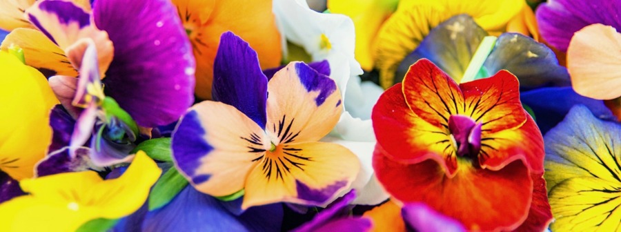 cosa mangeremo 2024 tendenze food